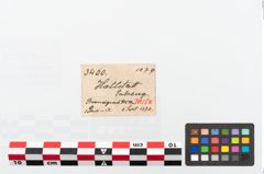 Etikett zu Bronzemehrkopfnadel (NHMW-PRAE-003460)